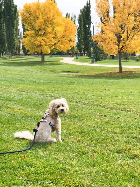 Best walkie supplies to enjoy the fall foliage 🍂
#ltkdog #fall #foliage #leaves #peep #dog #walk #walkies #dogharness #dogleash 

#LTKSeasonal #LTKfamily