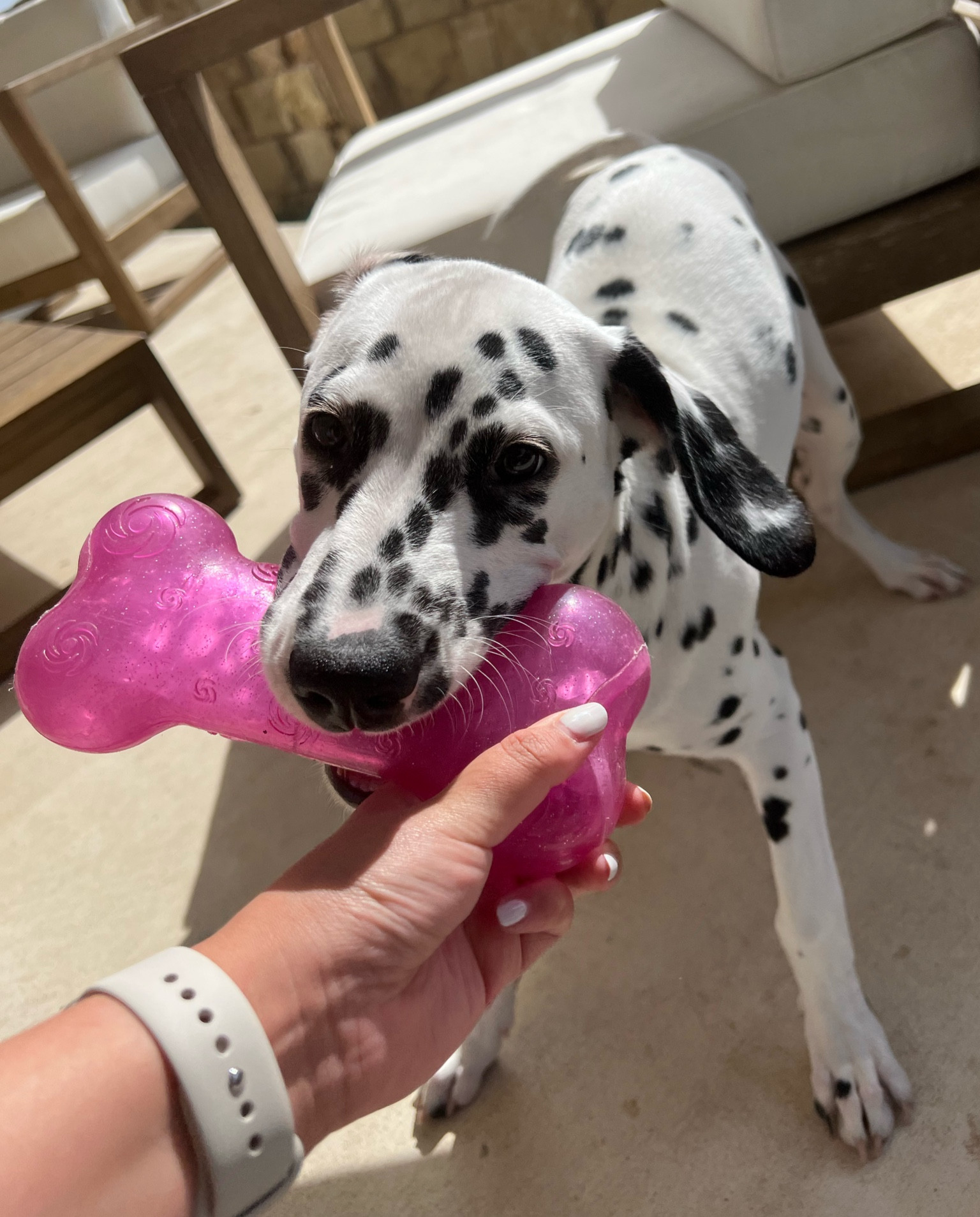 dog toy - pink bone 