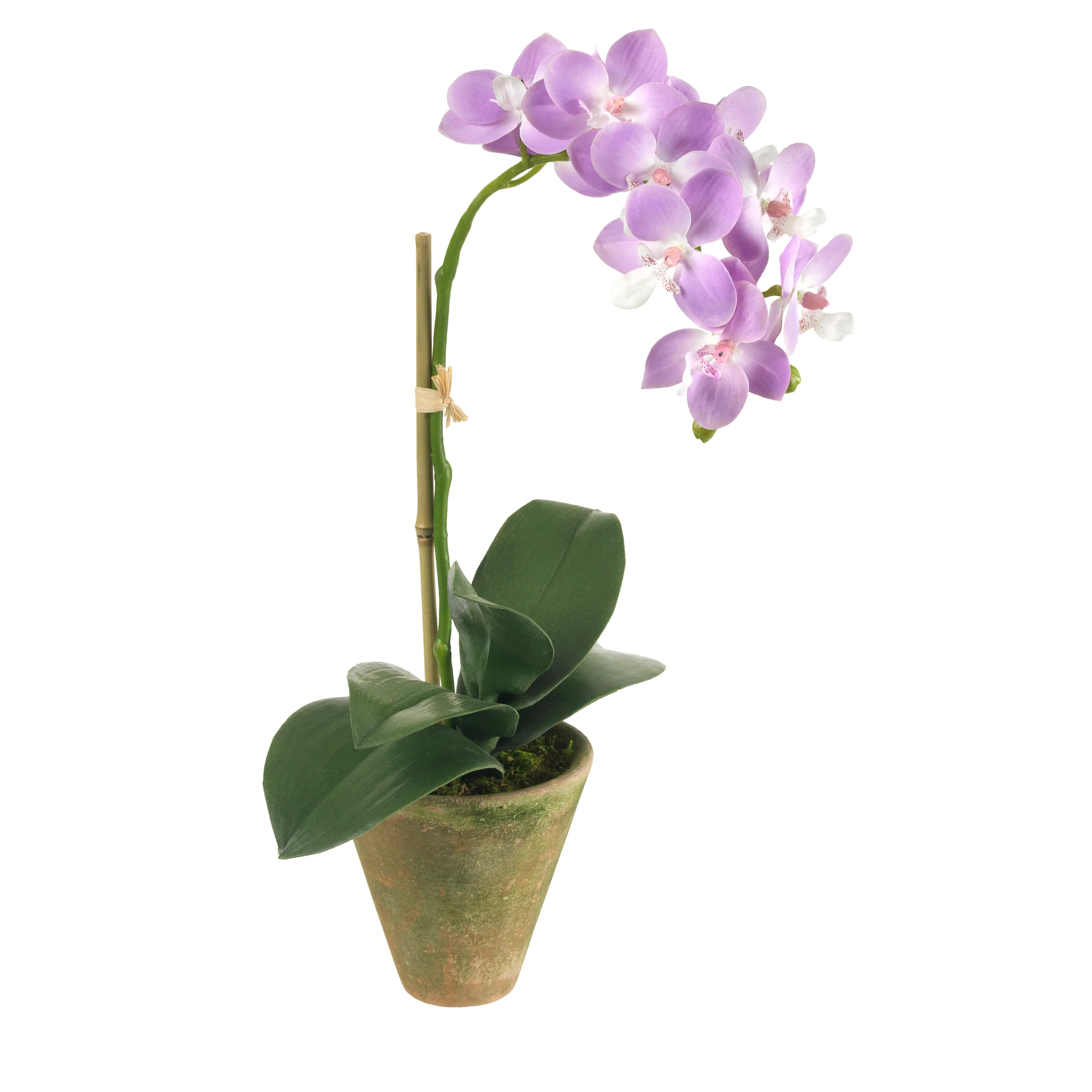 BLOOMS Tahiti | Diane James Home