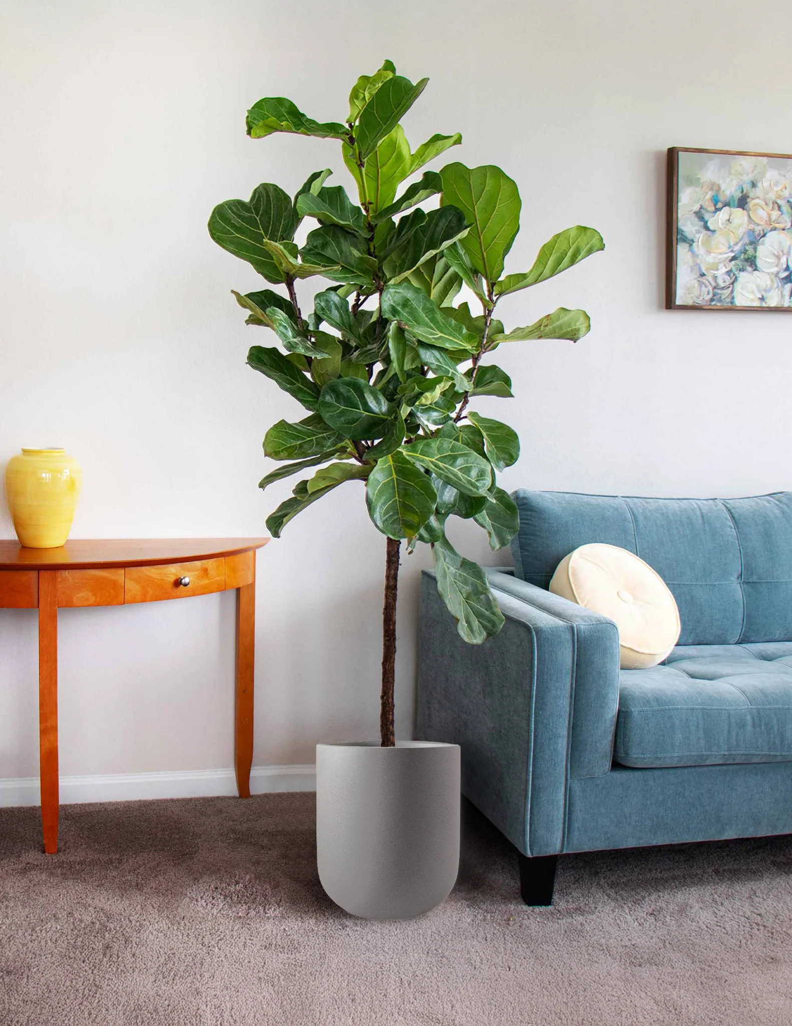 Fiddle Leaf Fig | The Sill