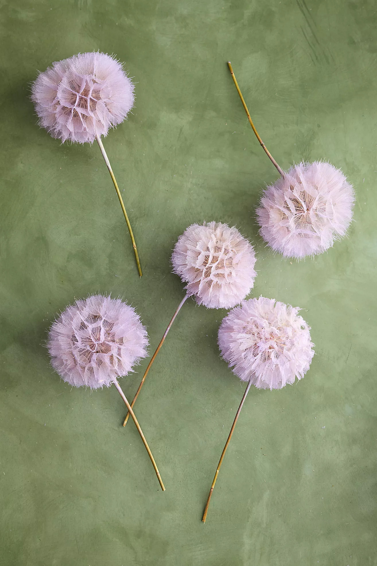 Dried Pastel Dandelion Stems, Set of 5 | Anthropologie (US)