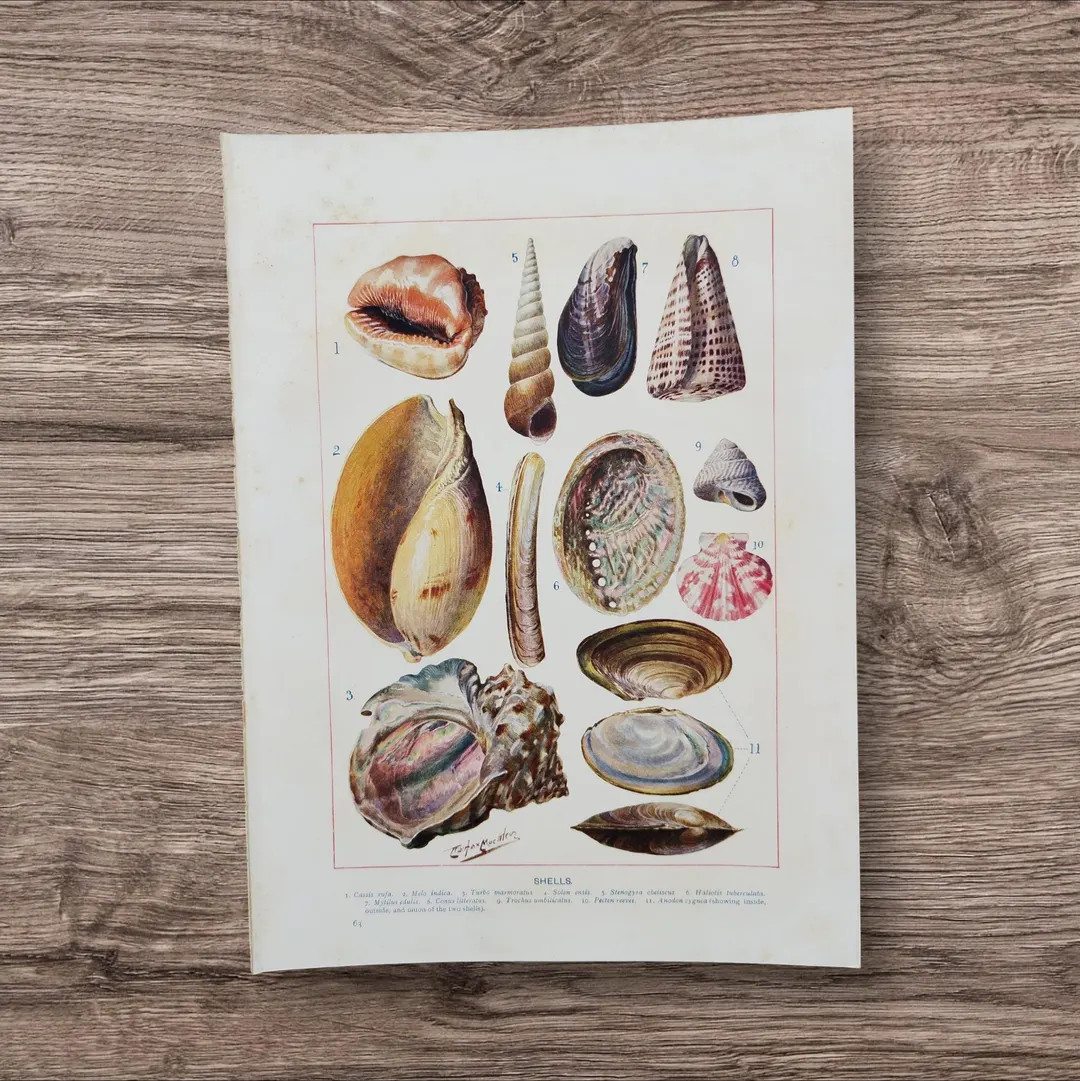 Original Antique 1900 British and Tropical Shells of Land and Sea Book Print Lithograph Picture ,... | Etsy (US)