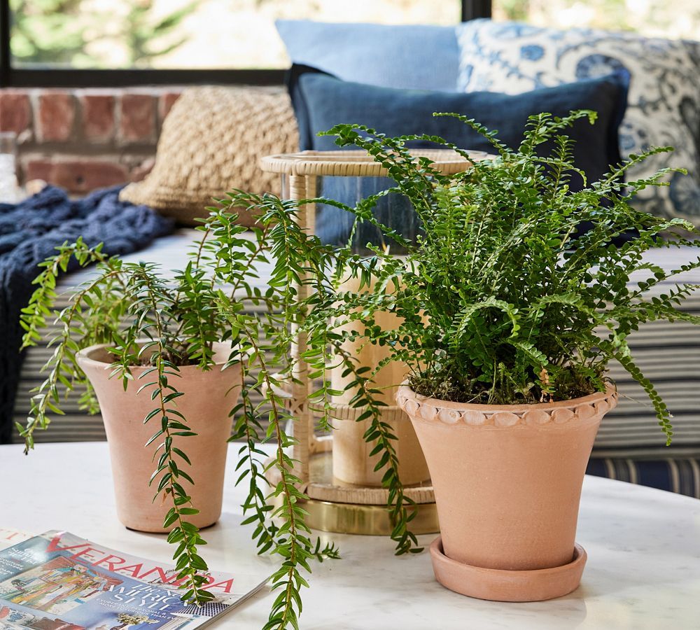 Provence Scalloped Edge Planters | Pottery Barn (US)