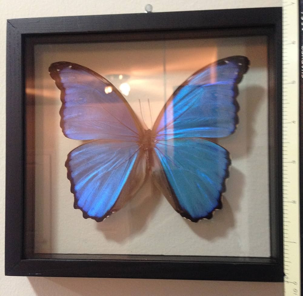 Blue Morpho Butterfly Framed and Mounted in Black Display | Amazon (US)