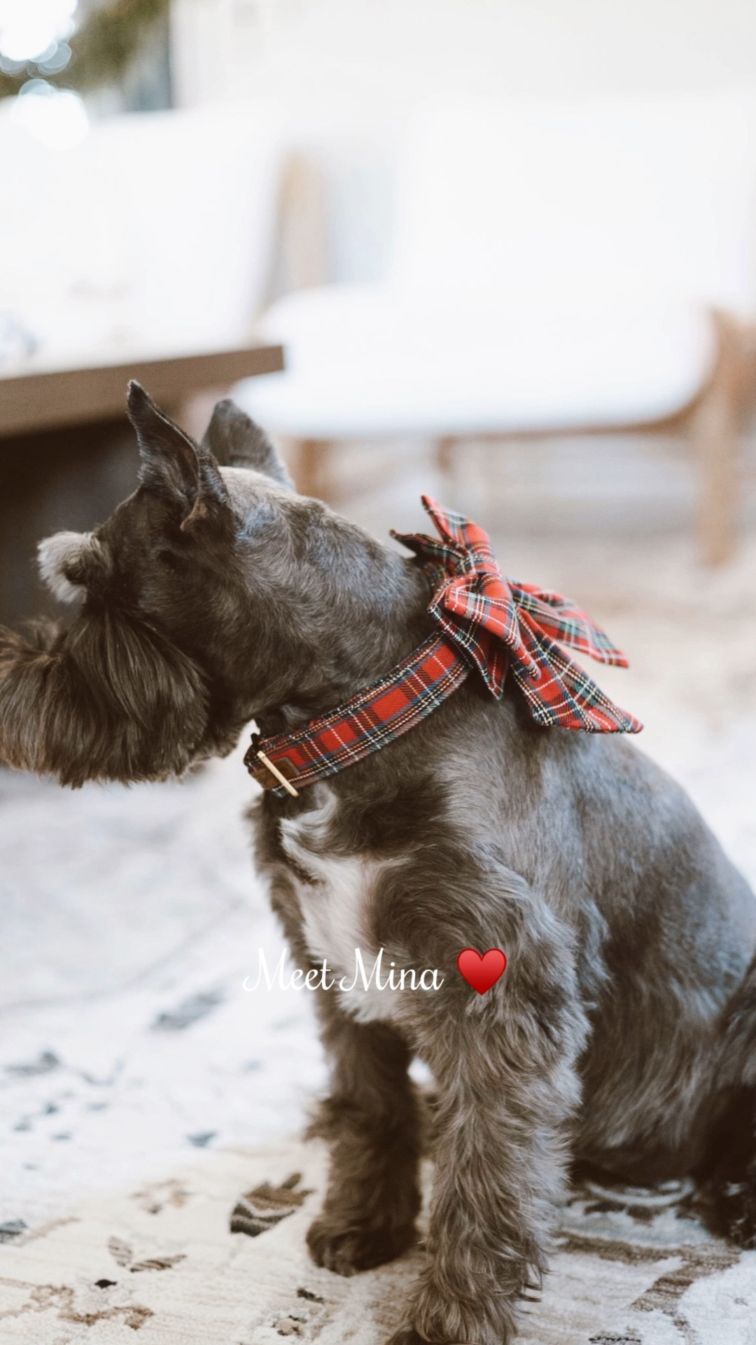 Ok but how cute is this Christmas collar?! They have the boy version too + a bunch of other festive patterns! Mina is ready for Christmas! 🎄 

#LTKHoliday #LTKSeasonal #LTKHome