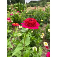 Scabiosa Zinnia Seeds, 25 Seeds Cupcake Mix | Etsy (US)