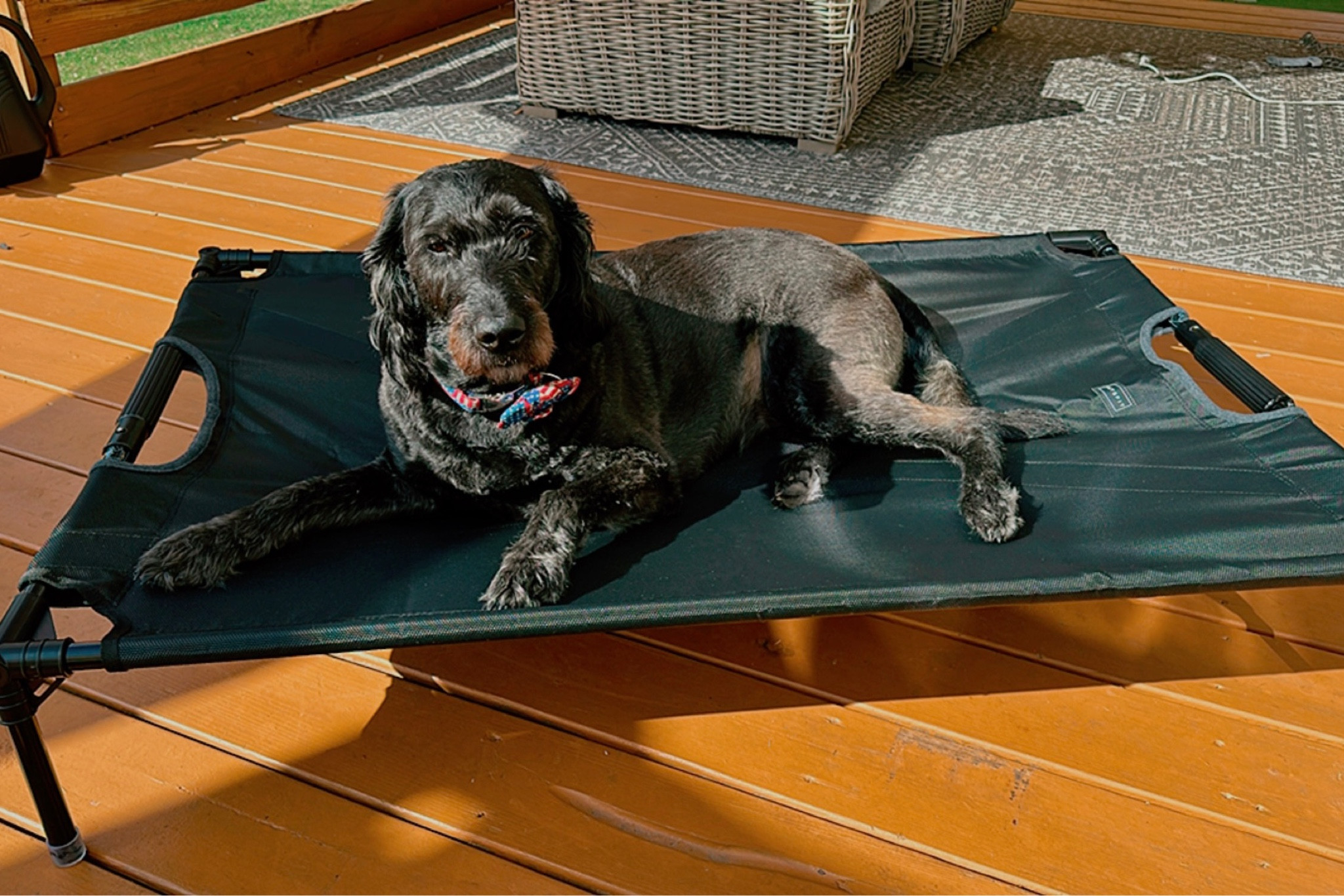 Love this raised bed for my fur baby 

#LTKHome #LTKU #LTKFamily