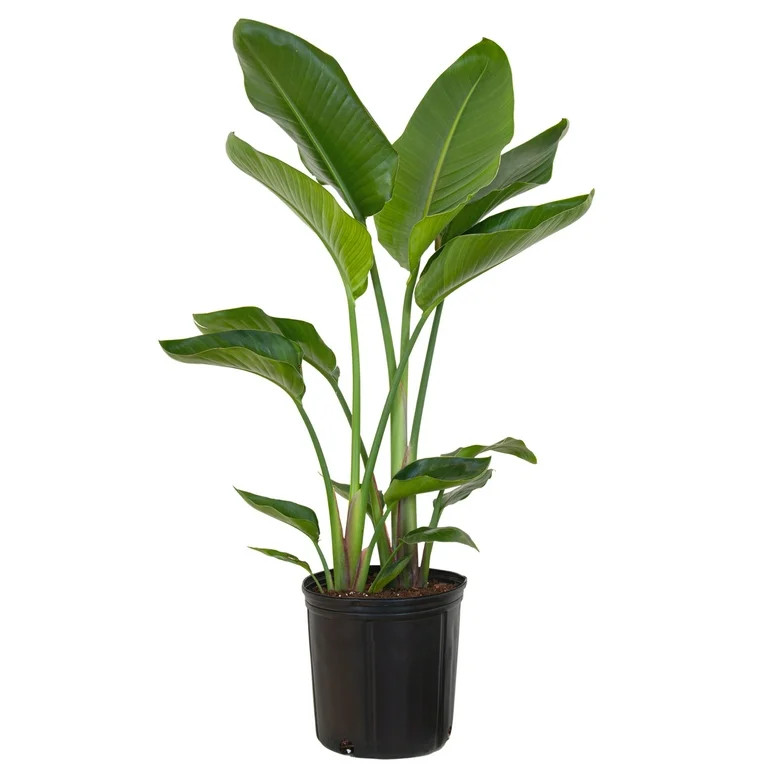 United Nursery Live White Bird of Paradise Plant 26-32 inches Tall in 9.25-inch Grower Pot | Walmart (US)
