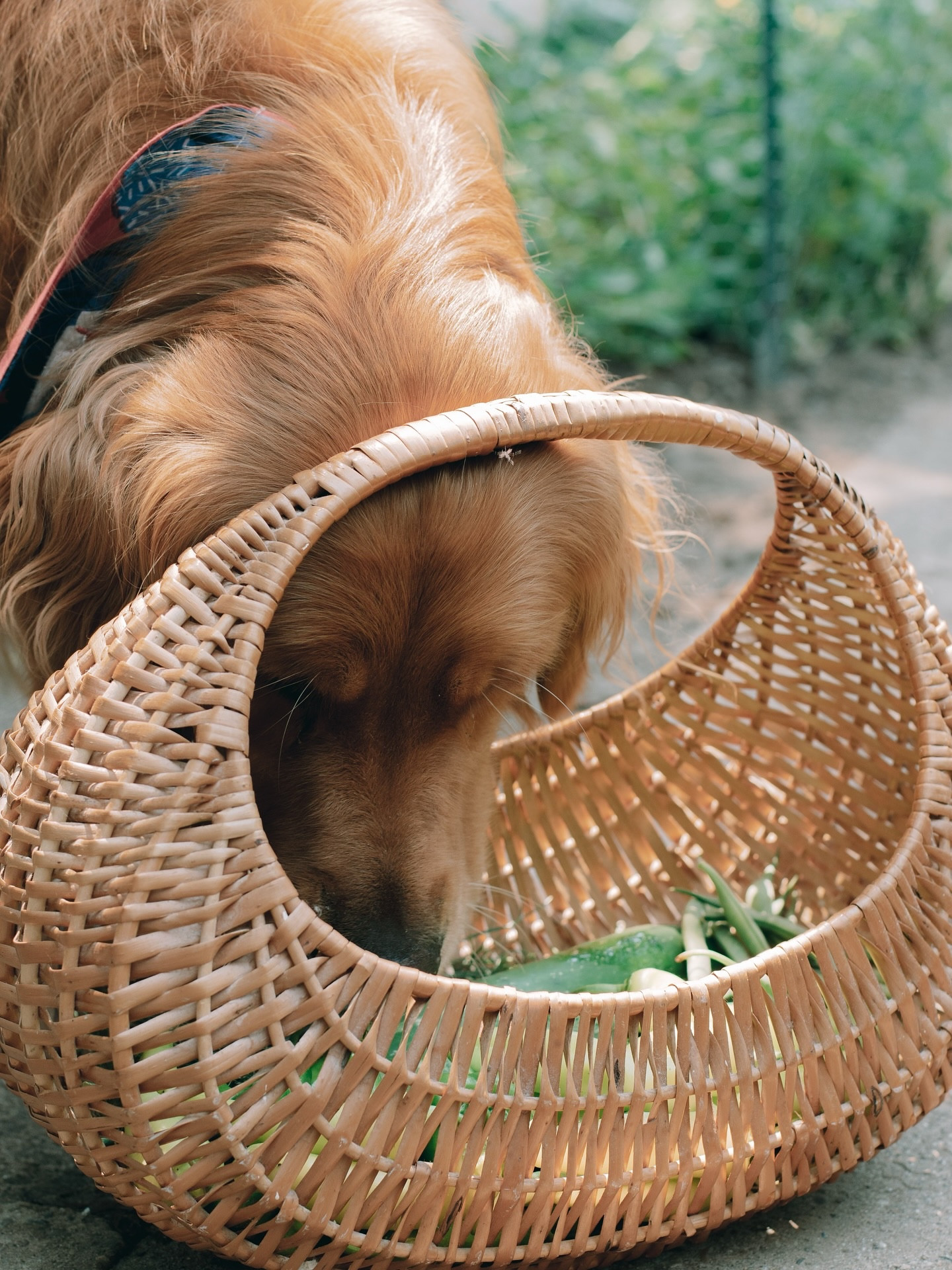 our backyard garden ft. on the blog ✨

“We practice regenerative farming, encouraging the entire ecosystem to work together to produce a bountiful harvest - right in our backyard.

Our homemade compost is a year of saving banana peels, veggie and fruit scraps, egg shells, and used coffee grounds to mix with backyard leaves, mulch, and garden scraps. This is how we craft our compost each year and we top the beds with a layer of clean, biodegradable cardboard boxes to serve as a chemical-free weed barrier. 

All our beds are constructed with upcycled materials (from nature, trash picked, given to us, etc.), and slowly over time, we’ve been able to purchase posts, fencing, cages, and tools. 

Most things around here are secondhand, and our backyard is no exception. We keep every single fruit container, plastic cup, or pot - even toilet paper rolls we use to start seeds in. 

As Ryan says, it’s a labor of love backed by science. We sit down and strategically plan where every single plant goes in our garden, mixing flowers in between food to attract pollinators and deter bugs. We do not use any chemical or harmful products on our food or flowers.”Full feature on the blog ✨

#diygarden #upcycled #garden #gardening #njgarden #nofarnersnofood #organicgardening #blog #blogger #consciousliving #organic #flowers #organicgarden #organicfarm #organicfarming #regenerativefarming #regenerative #blog #diy