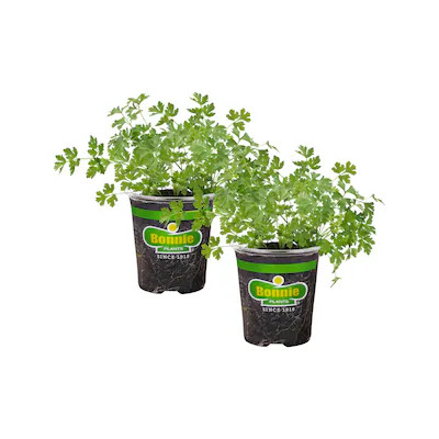 Bonnie Plants 2 -Pack Flat Italian Parsley Plant in Pot | Lowe's