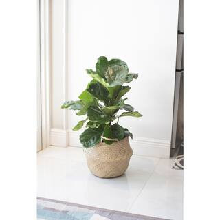 Costa Farms Ficus Lyrata, Fiddle-Leaf Fig Floor Plant in 10 in. Natural Decor Basket CO.FLI10.3.S... | The Home Depot