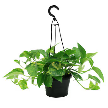 Costa Farms Devil's Ivy Golden Pothos House Plant in 6-in Hanging Basket | Lowe's