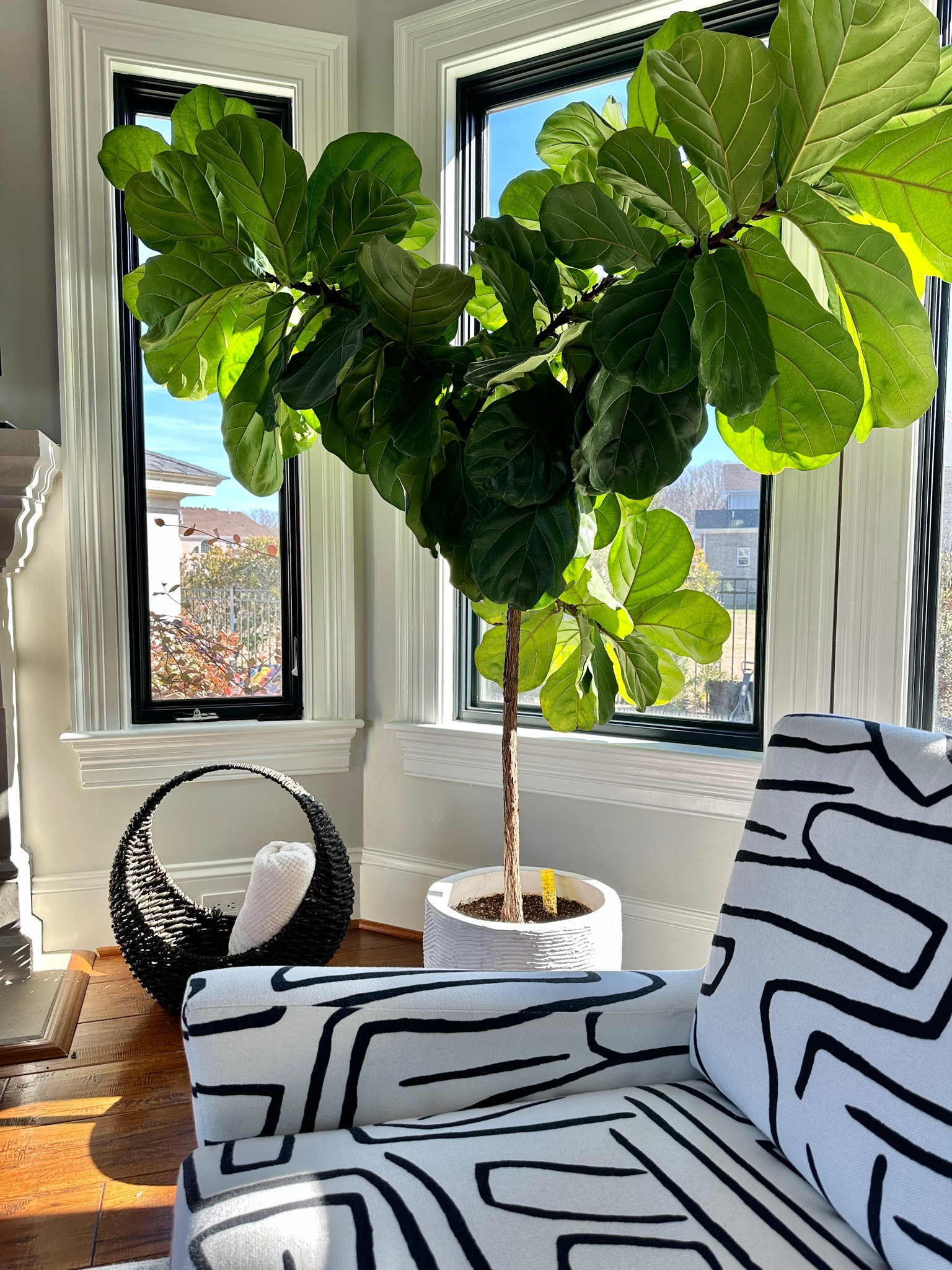 Good faux plants 

#LTKFind #LTKhome