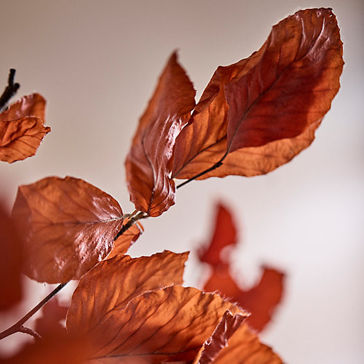 Preserved Beech Leaf Bunch | Terrain
