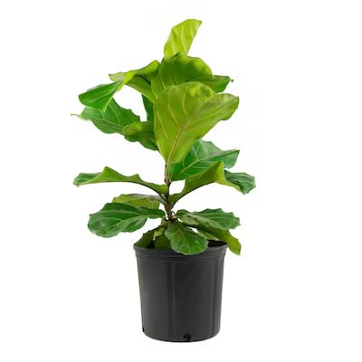 National Plant Network 1-in Fiddle Leaf Fig in Plastic Pot (N A) Lowes.com | Lowe's
