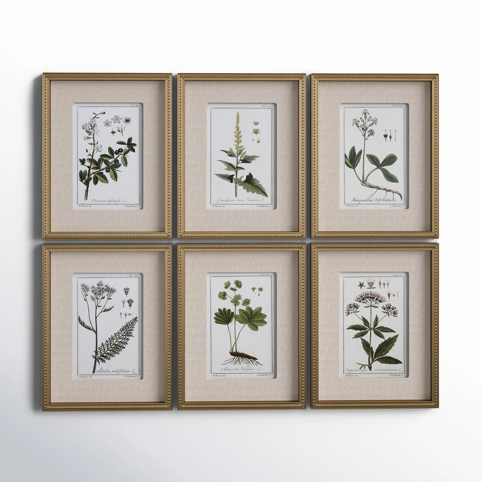 Botanical Study' - 6 Piece Picture Frame Graphic Art Print Set on Paper | Birch Lane
