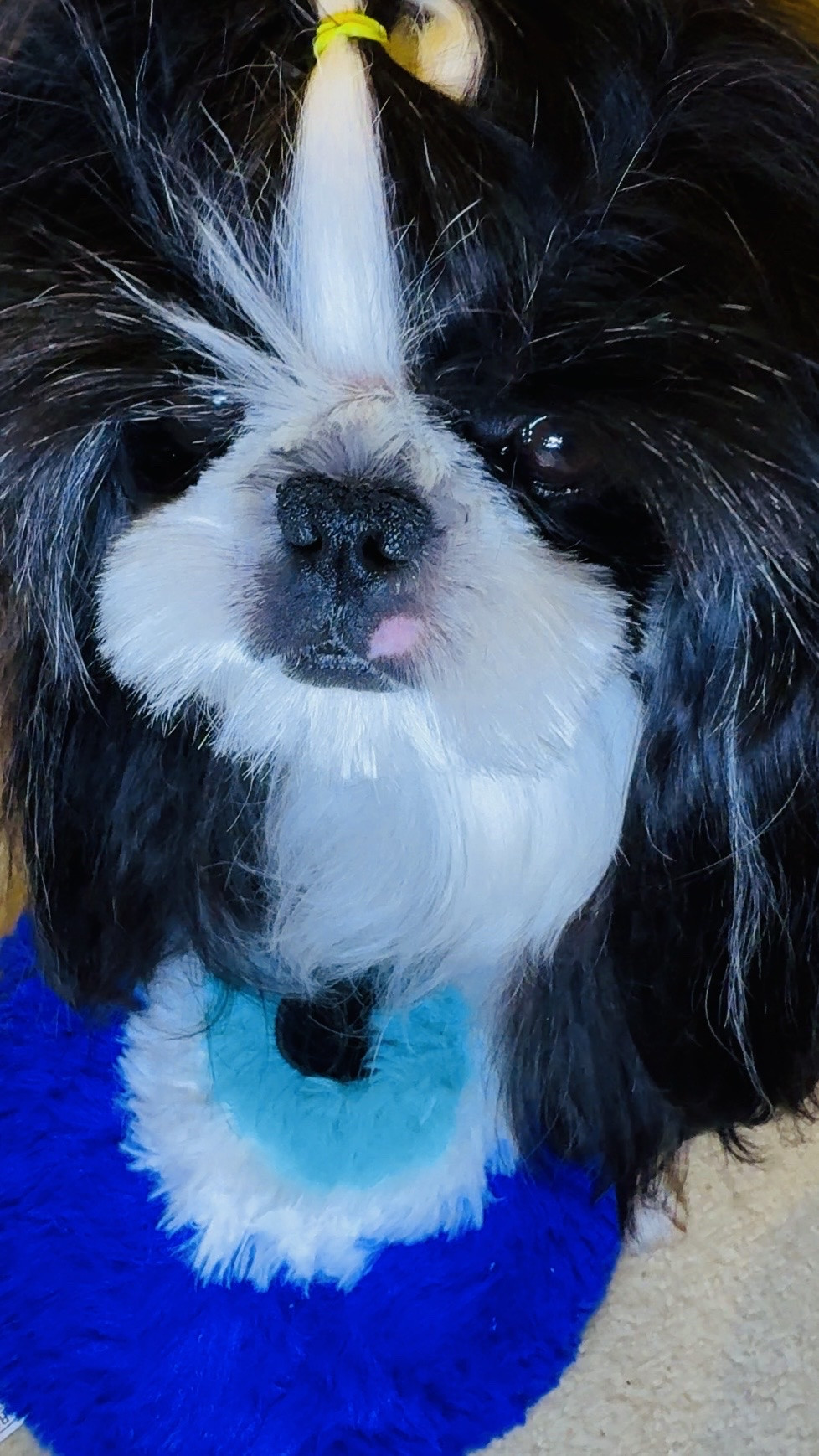 Warmies Evil Eye Warmies are officially part of Nirvana’s cozy night routine 💙✨ This microwavable weighted plush is soft, comforting, and perfect for relaxing evenings, self care moments, travel days, or adding the cutest evil eye touch to your space. Linking more Warmies favorites because one is never enough.

Nirvana the Shih Tzu 💋 Nirvana Approved

#LTKmomlife #LTKselfcare #LTKHome