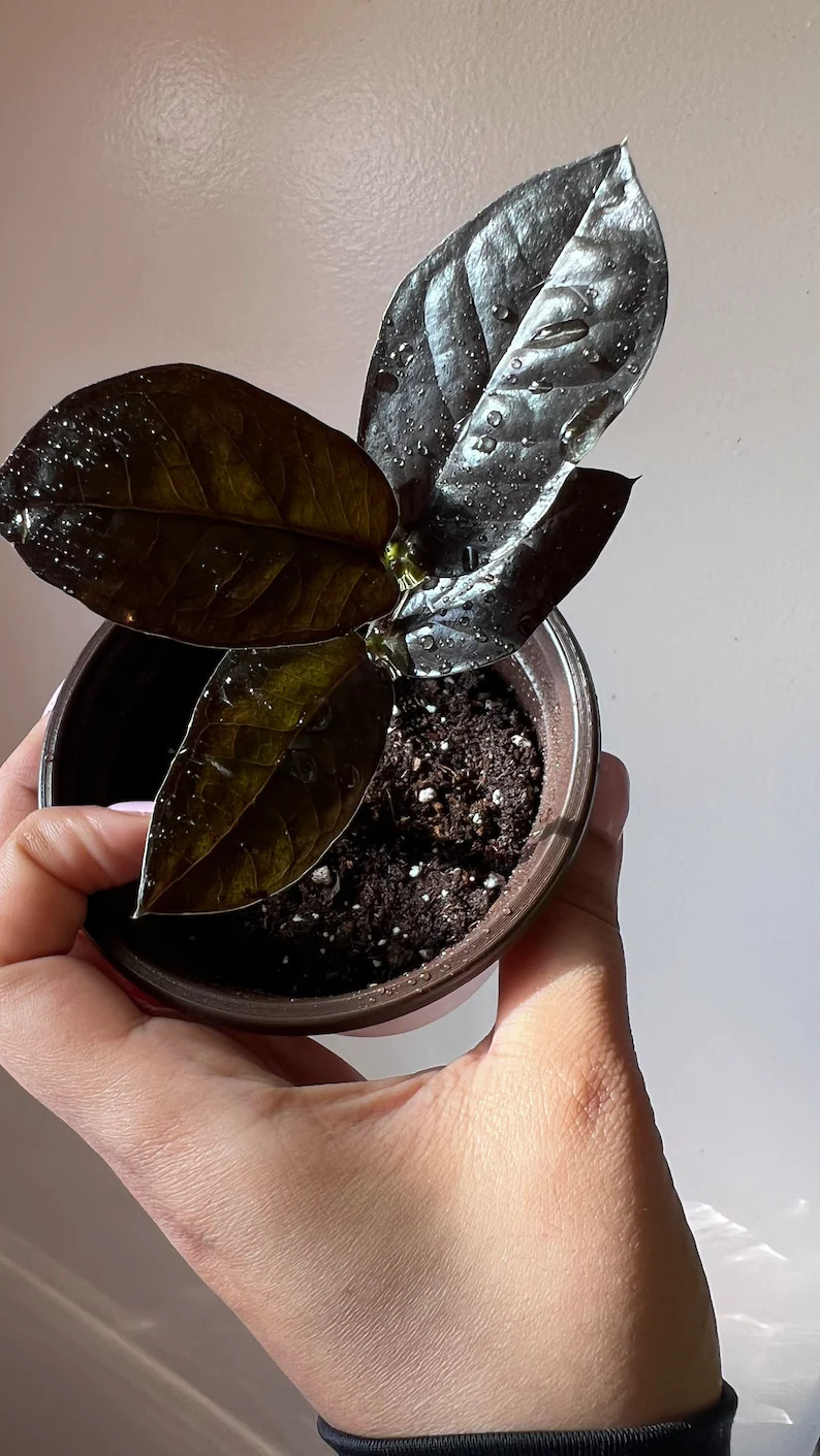 Zamioculcas zamiifolia Raven - Black-Leaf ZZ Plant - Rare Houseplant | Etsy (Global)