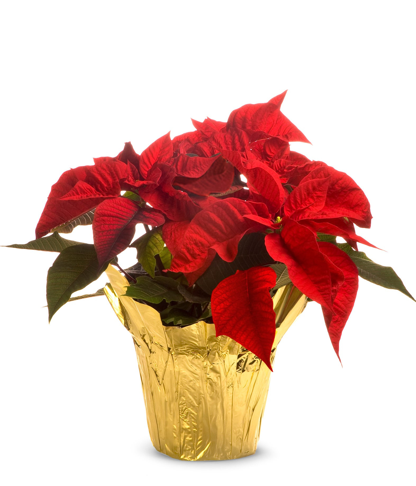 Christmas Poinsettia | From You Flowers