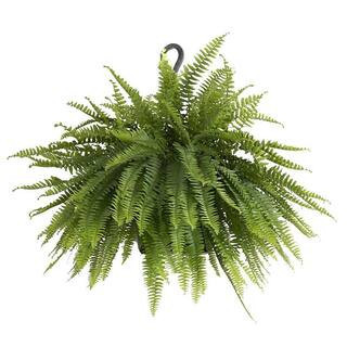 Boston Fern Plant in 9.25 in. Hanging Basket | The Home Depot