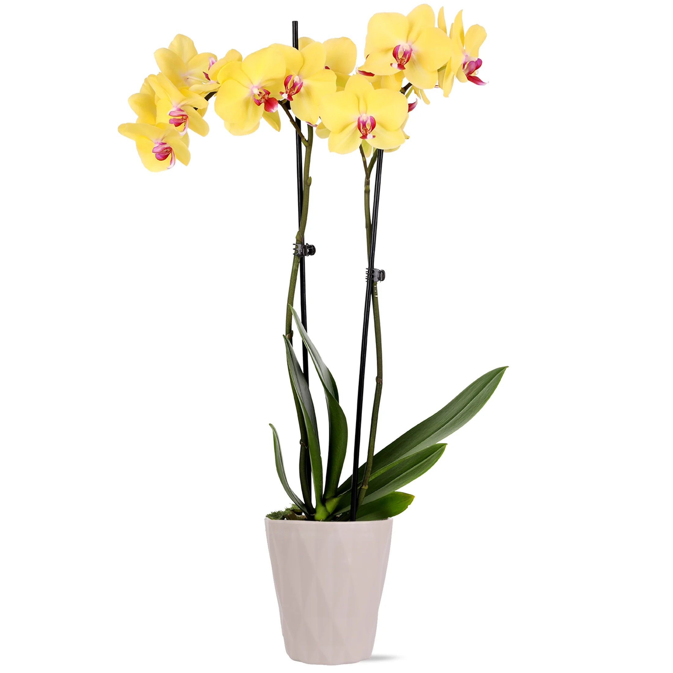 Just Add Ice Live Plant 16-30" Tall Premium Yellow Orchid in 5" Decorative Clay Pot | Walmart (US)