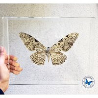 3D Framed Huge White Witch Moth - 13x10 Acrylic Frame | Etsy (US)