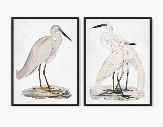White Egret White Heron Vintage Book Plate Art Prints Bird - Etsy | Etsy (US)