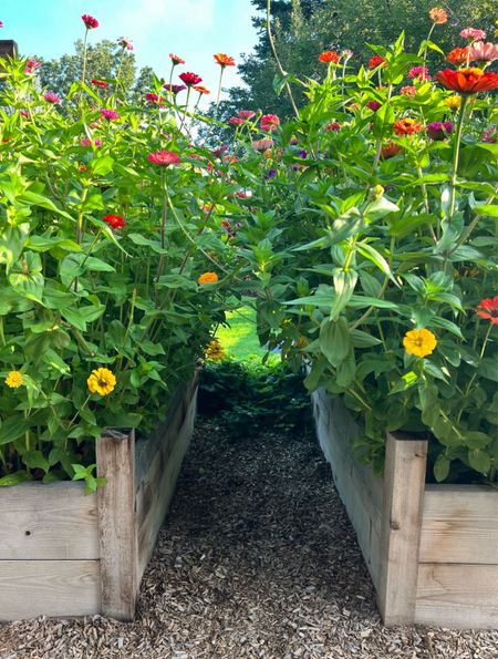 Do you want to easily grow a colorful and beautiful garden this year? I've got your back! This is how my zinnias turned out last year - I linked the seeds that I used. It was seriously so easy!

#LTKunder50 #LTKFind #LTKhome