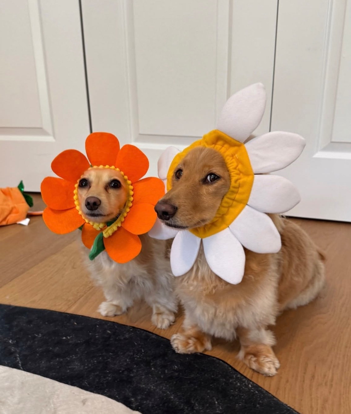 Dog Flower Scrunchies

#LTKFindsUnder50 #LTKPets #LTKStyleTip