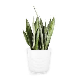 Costa Farms Grower's Choice Snake Plant (Sansevieria) in 10 in. White Decor Pot 10SANSLCREAMMOD | The Home Depot