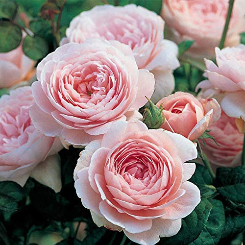 Heirloom Roses Rose Plant - Queen of Sweden® Pink Rose Bush, David Austin Live Plant for Planting Outdoors | Amazon (US)