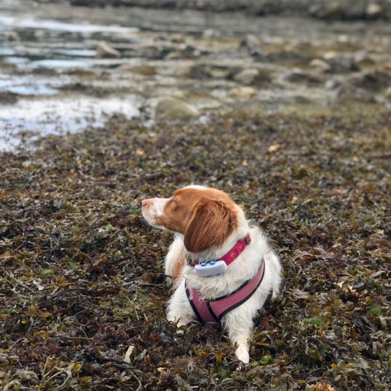 Beach babe! 
Tracking collar and harness that lasts through everything. We require that Minnie uses the tracking collar when we go off leash!  


Beach day
Beach find 
Dog harness 
Amazon find 
Summer outfit 

#LTKfitness #LTKfamily #LTKtravel