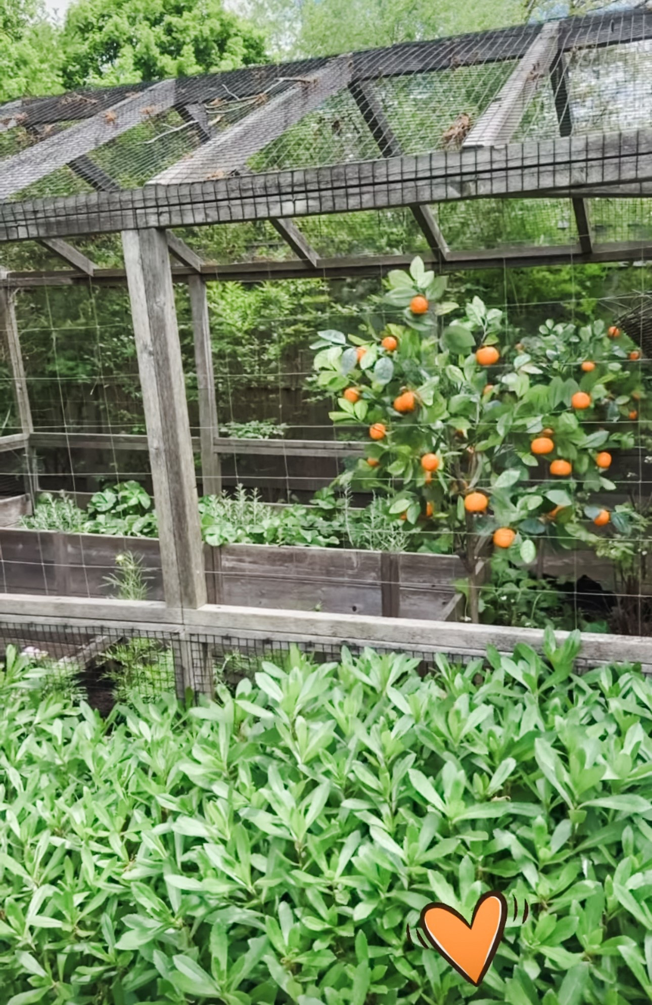 My faux orange trees 🍊 

#LTKHome #LTKSeasonal