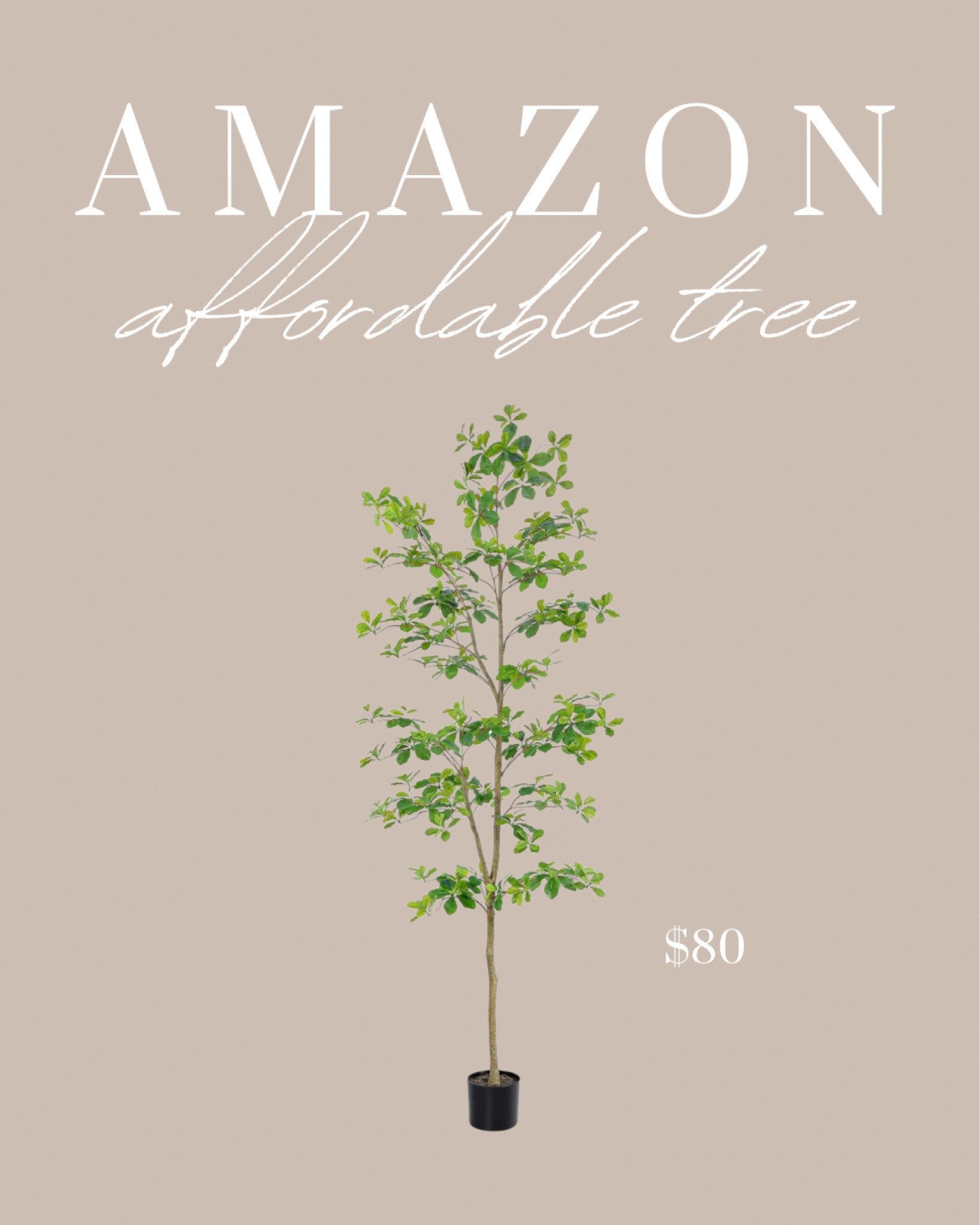 Viral shady lady black olive Amazon tree is back in stock!

#LTKfindsunder100 #LTKhome