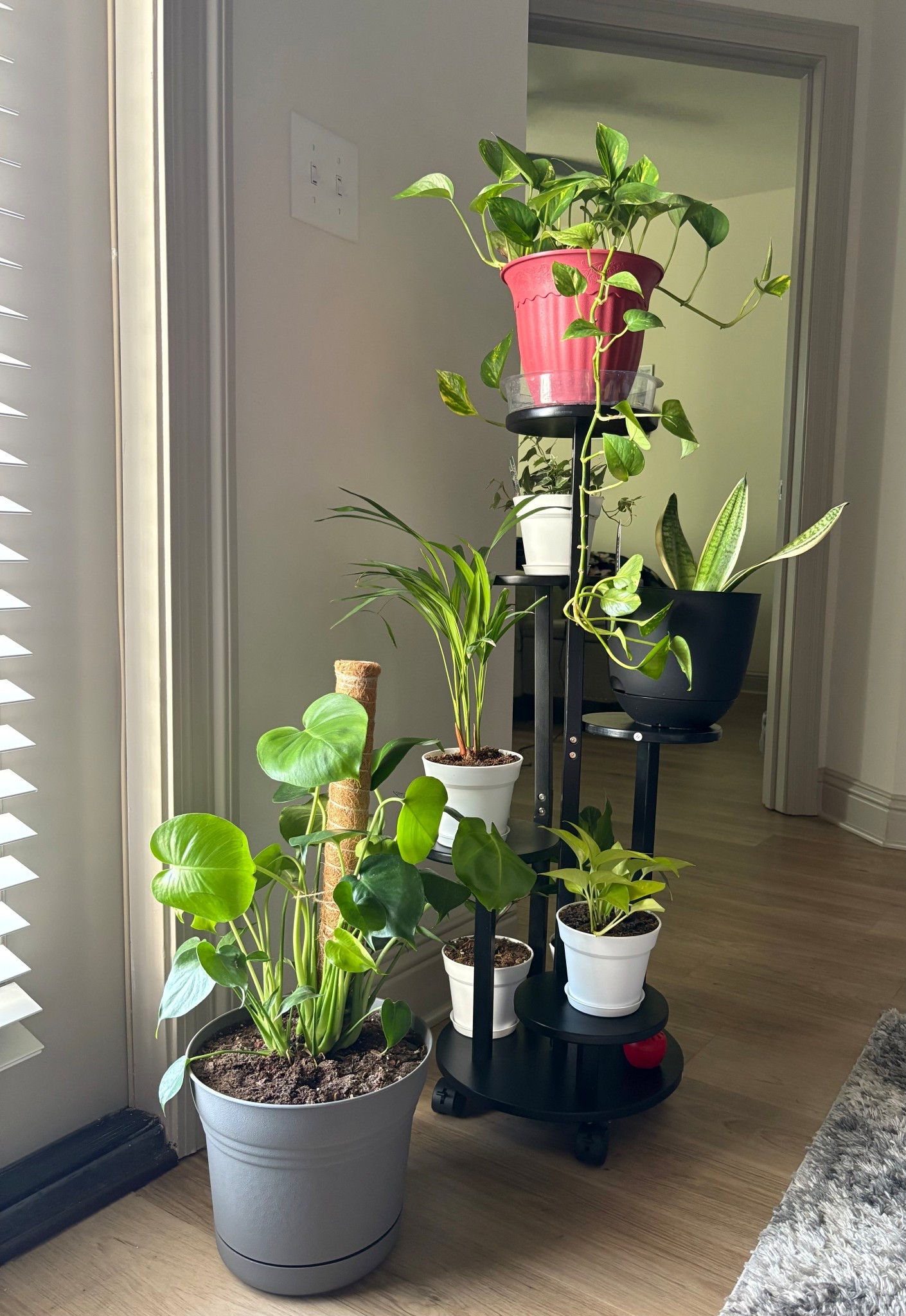 I get plenty of questions about where I get my plant stands and pots from. The answer is Amazon and Target. Check out the links below!

#LTKHome