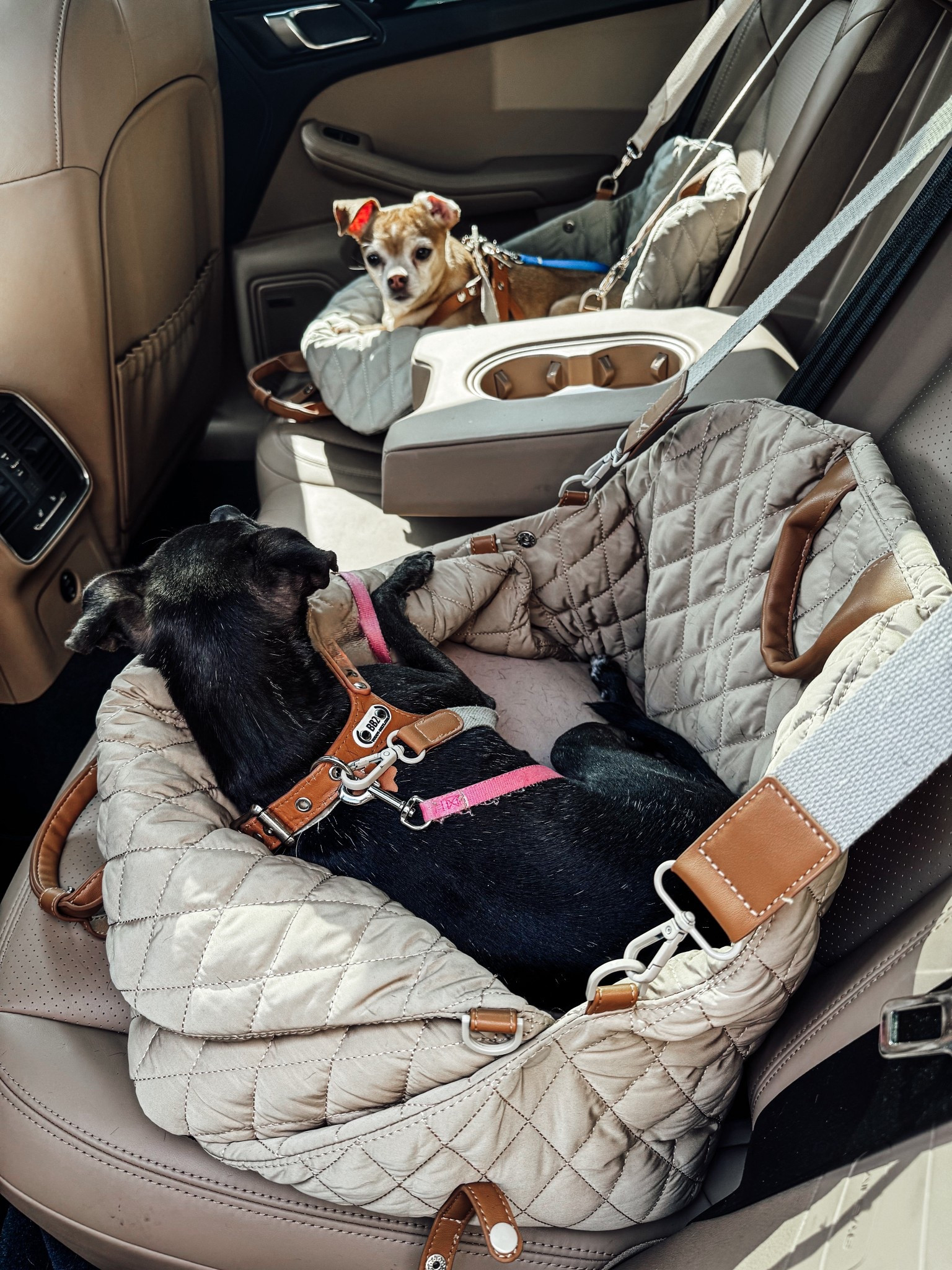 Car seat bag for small dogs  

#LTKFindsUnder50 #LTKTravel #LTKPets