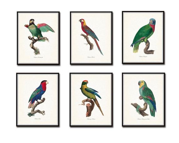 Read the full title
    Vintage French Parrot Print Set, Giclee, Art Print, Bird Prints, Beach De... | Etsy (US)