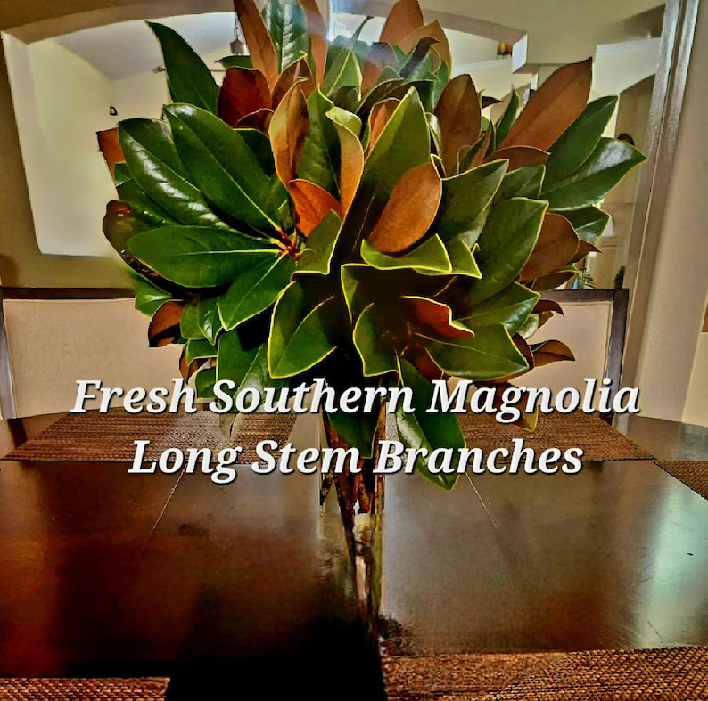 Live Southern Magnolia Branches Premium EXTRA Long 18-22 Stems, Cut Fresh to Order, Bouquets Wedd... | Etsy (US)