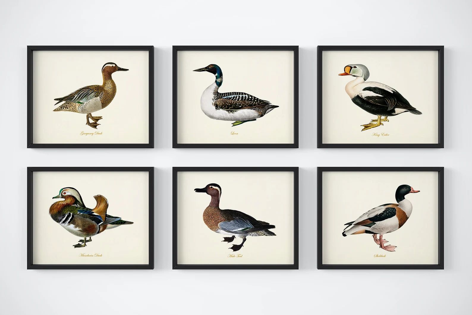 Duck Art  Bird Wall Art  Waterfowl Paintings  Giclee Wall - Etsy | Etsy (US)