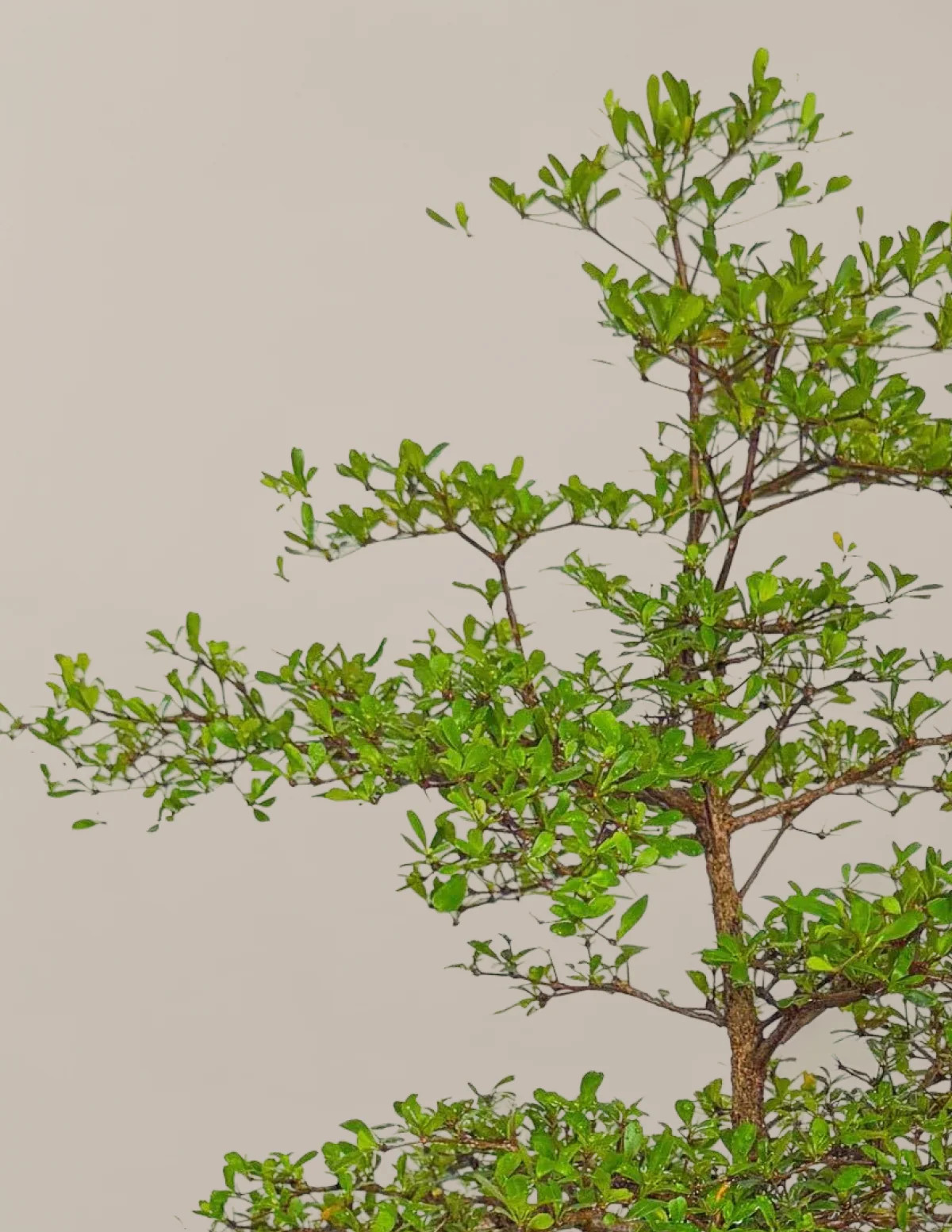 Black Olive Tree | The Sill