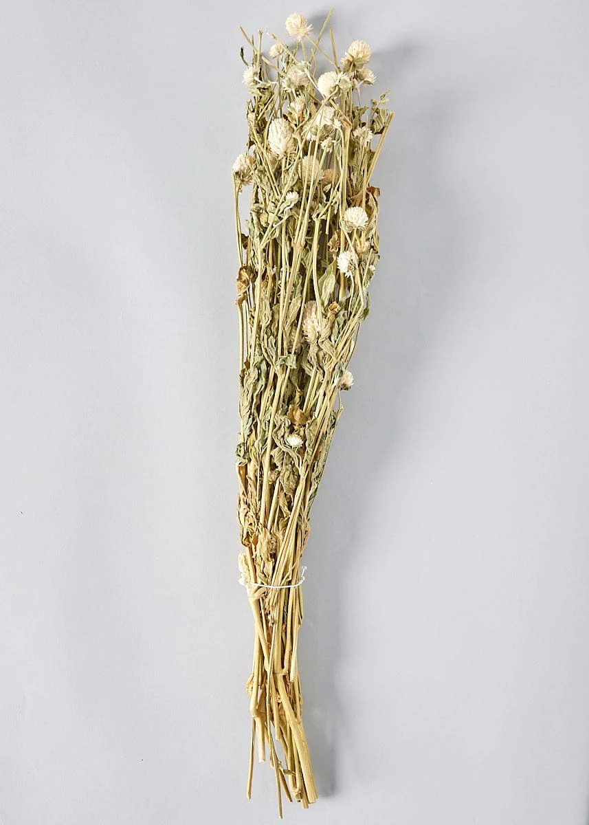 Natural White Globe Amaranth | Best Dried Flowers at Afloral.com | Afloral