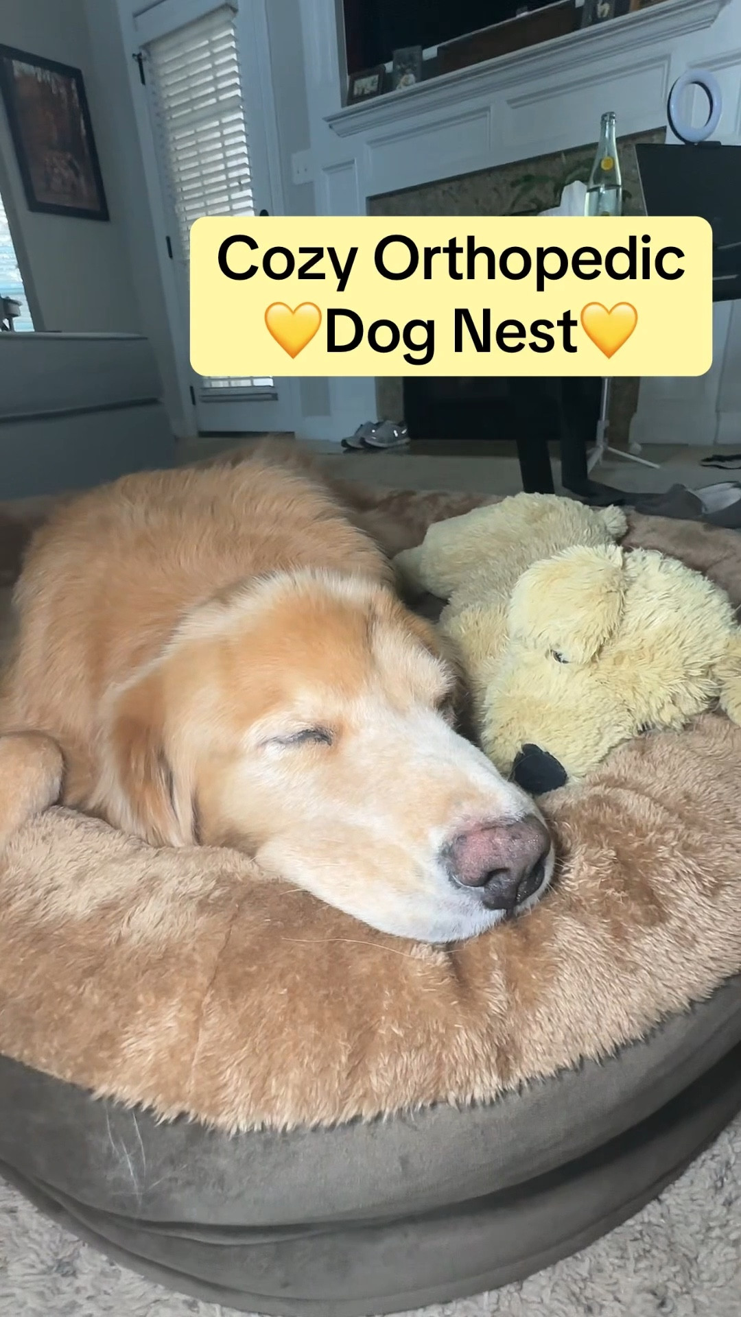 If you’re in the market for a new pet bed, Charlie gives this one the golden seal of approval.  He is 13 & currently recovering from his second surgery in 4 weeks. This bed is so cozy and comfortable.  You don’t have to take my word for it.  Just look at the baby.  Room for him and his favorite puppy. 💛

#LTKPets