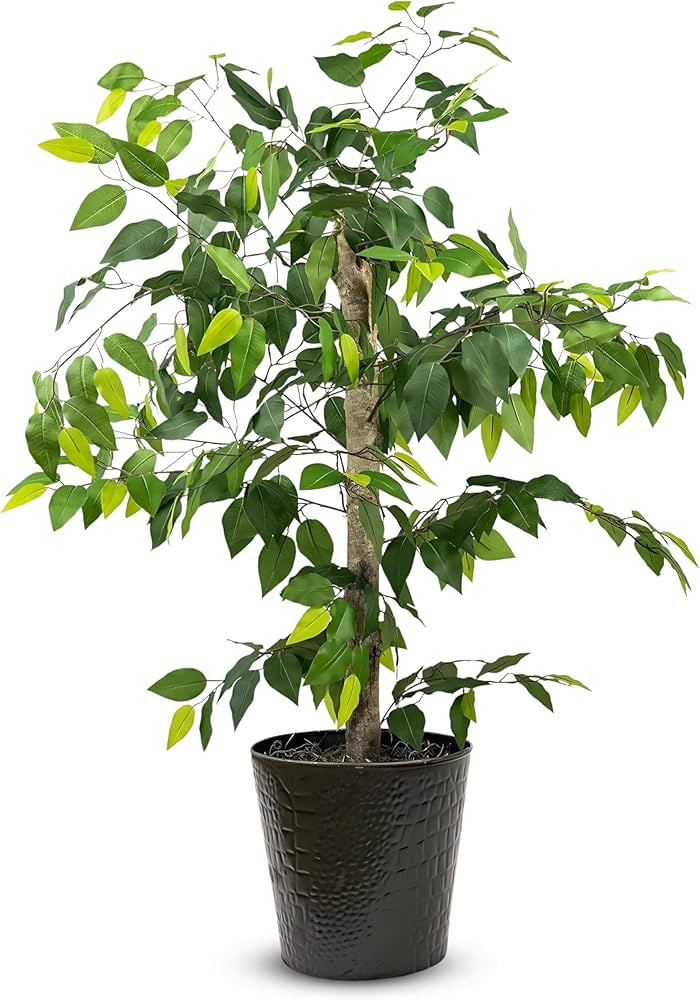 LCG Florals 4ft Ficus Tree in Black Metal Pot with Real-Wood Trunk - Indoor and Outdoor Faux Plan... | Amazon (US)