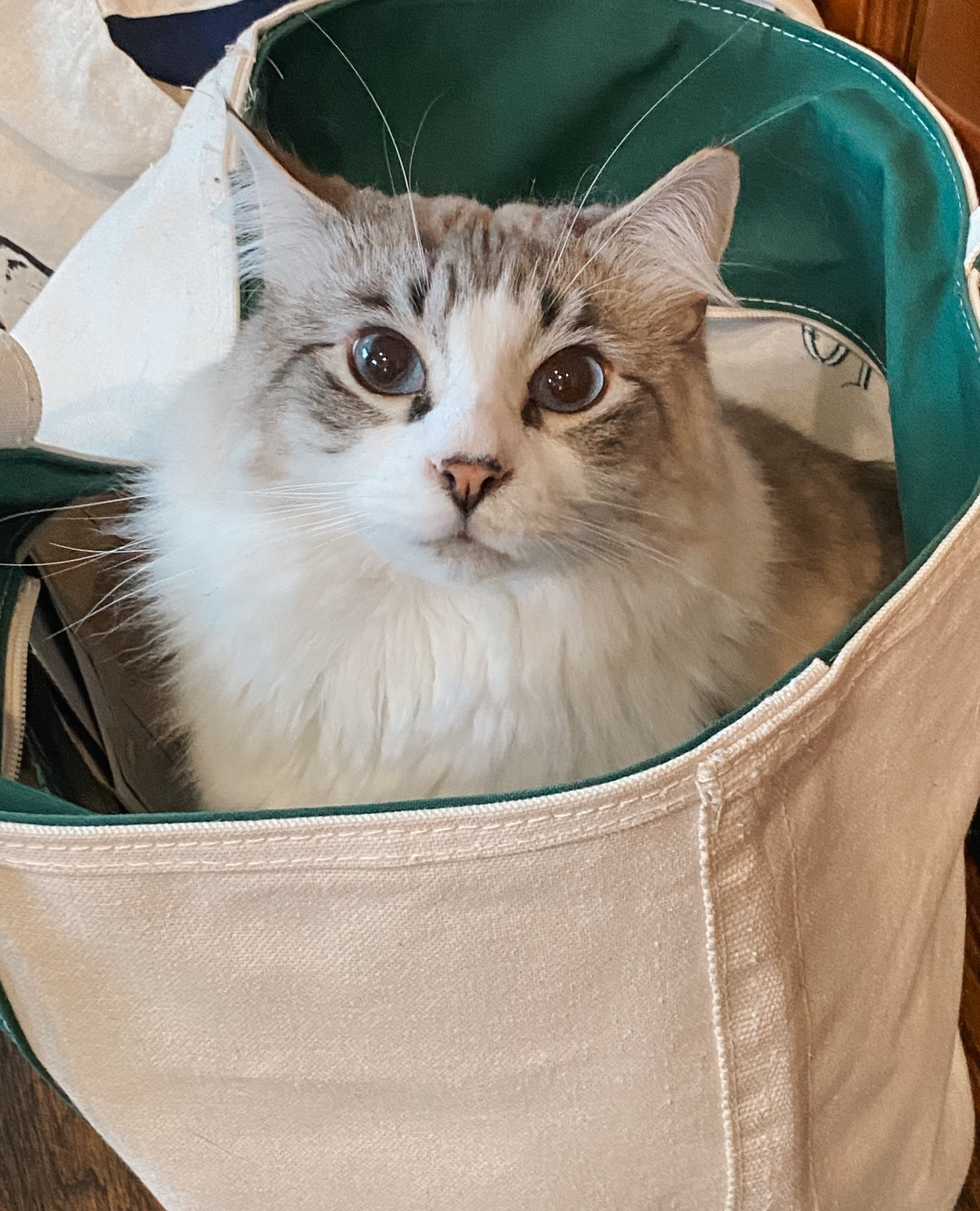 Everyone loves the LL Bean tote bag! 💚

#LTKitbag #LTKMostLoved #LTKtravel