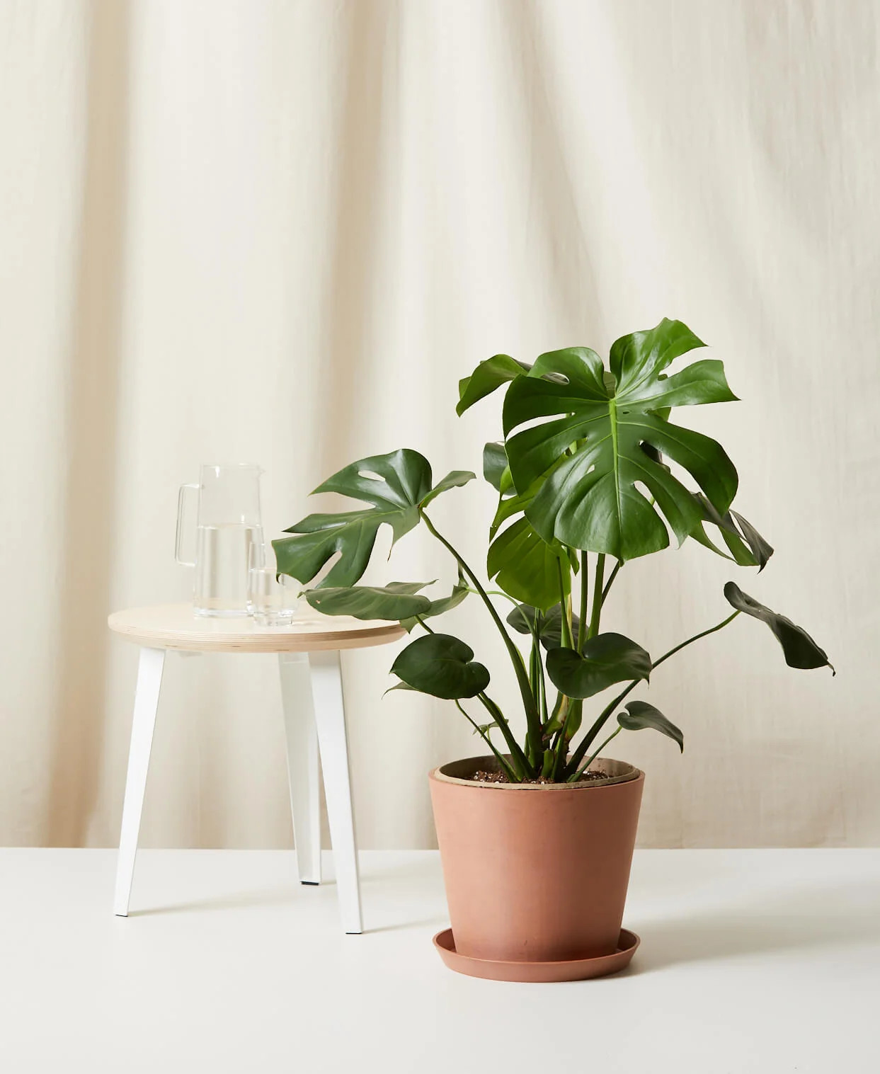 Monstera Deliciosa | Bloomscape