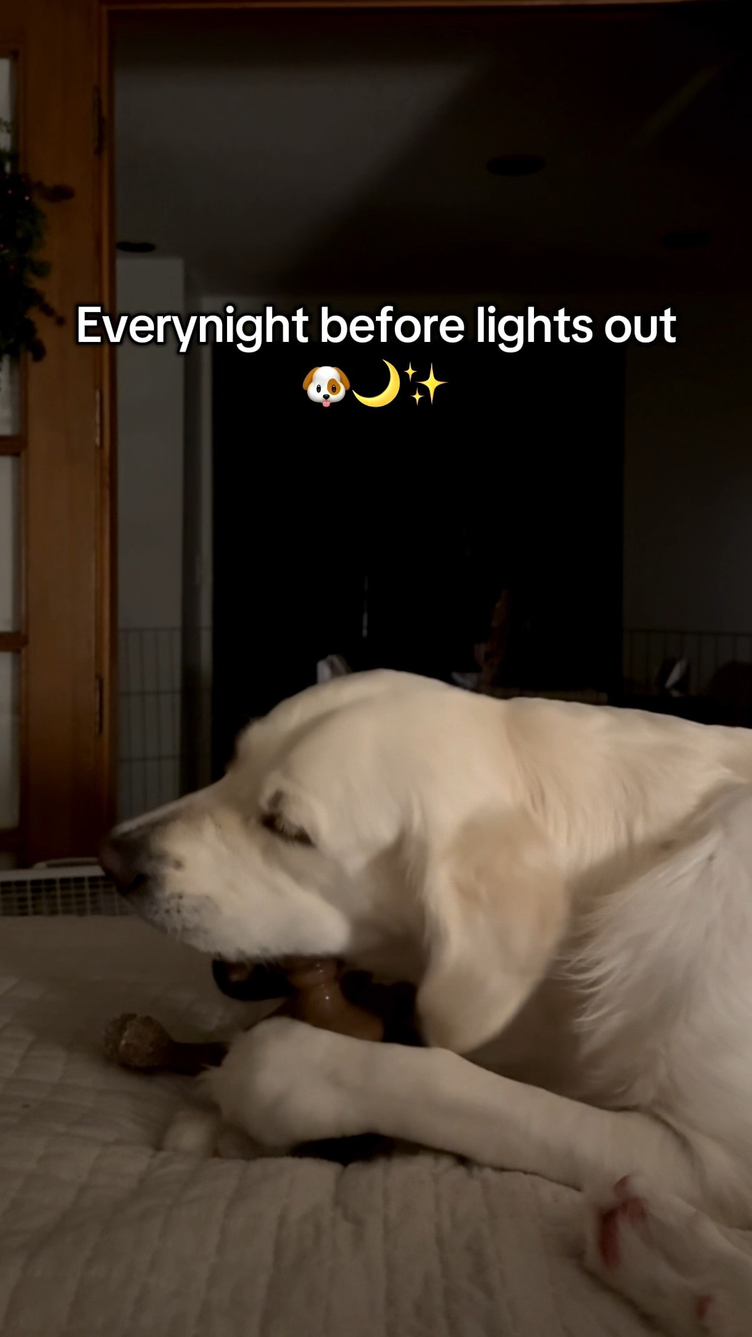 Their bones are their version of bedtime stories 🐶😴

#dogmom #dogmomlife #dogtips

#LTKHoliday #LTKmomlife #LTKFindsUnder50