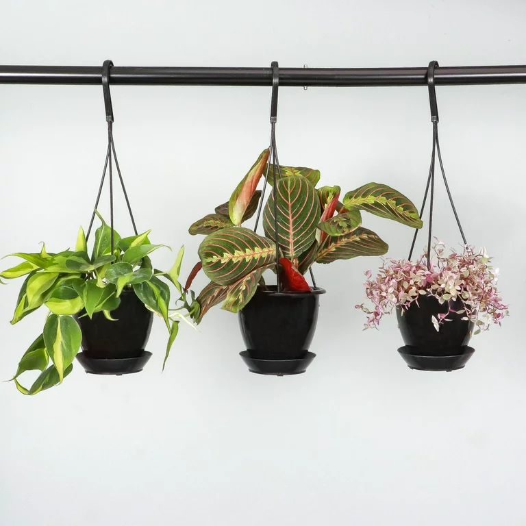 Live Brazil Philodendron Plant - 4" Hanging Pot - Black | Walmart (US)