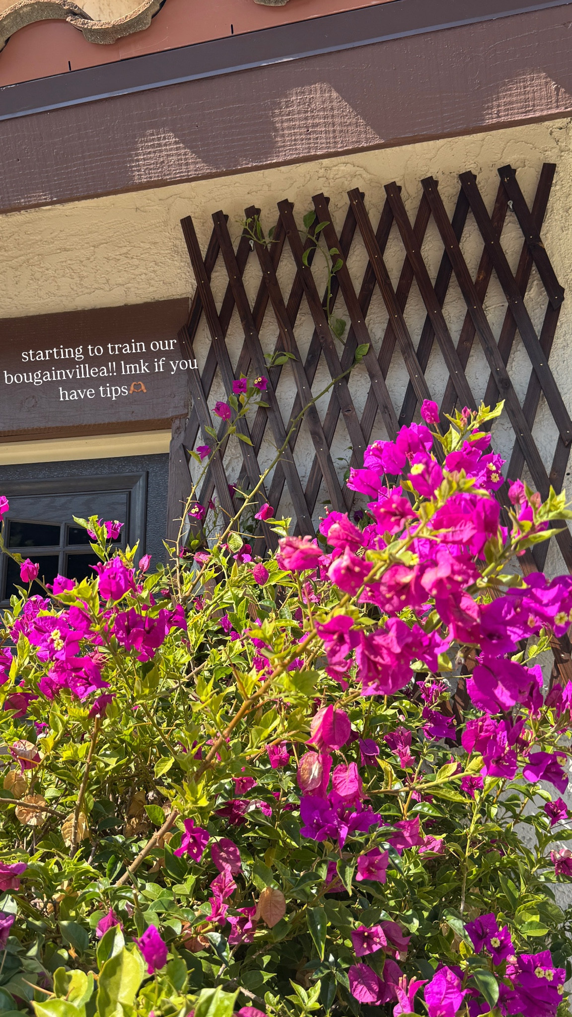 starting to train our bougainvillea! 💐 

 #LTKSeasonal #LTKHome