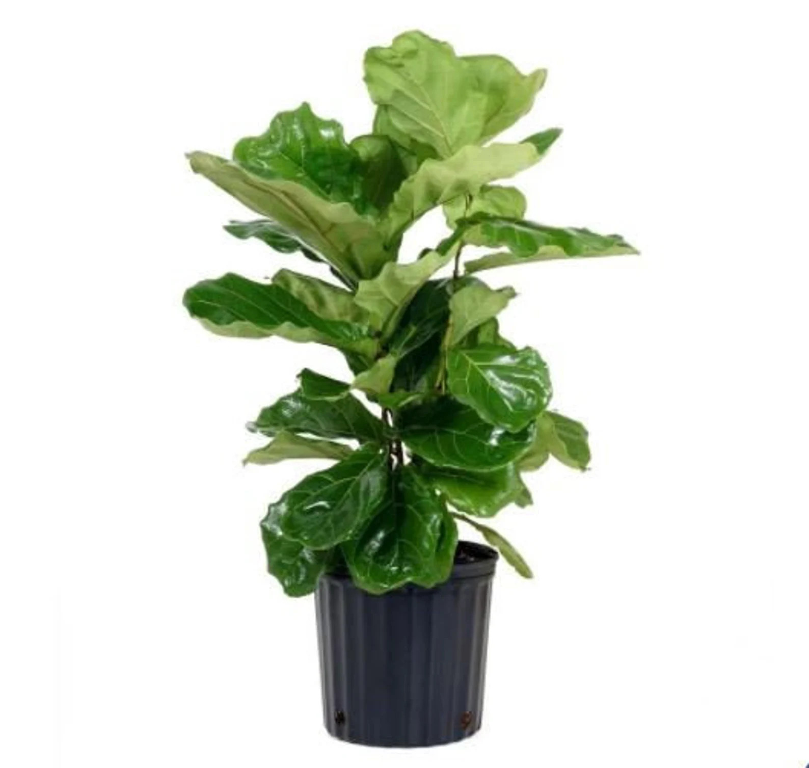 Fiddle Leaf Fig  Live Ficus Lyrata  Easy Care Trendy Indoor - Etsy | Etsy (US)