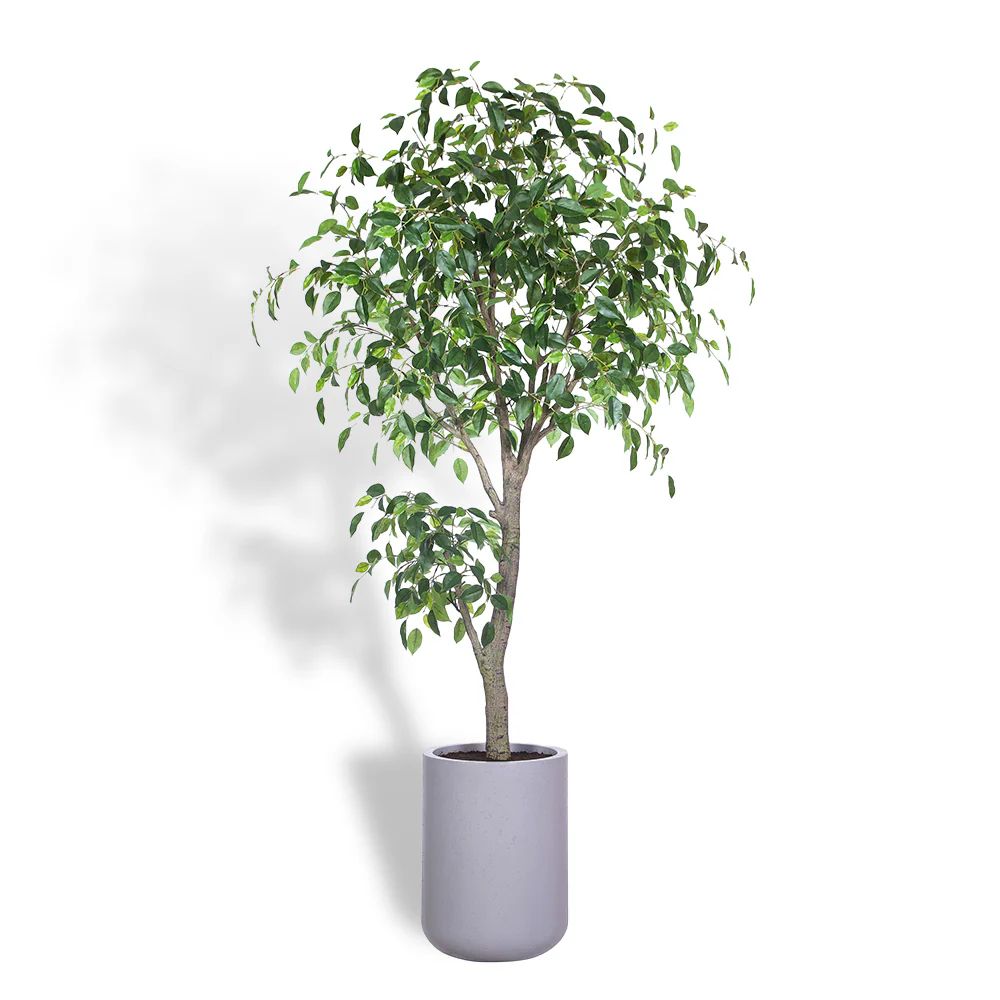 Premium Faux Ficus Tree w/pot | CG Hunter | Luxury Faux Plants | CG Hunter